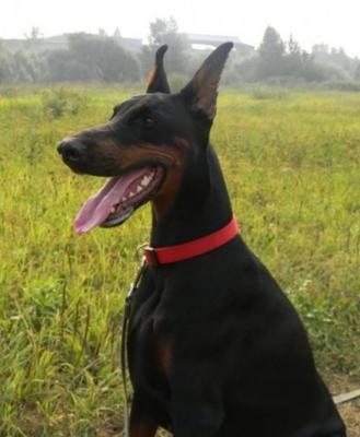 Ulala iz Zoosfery | Black Doberman Pinscher