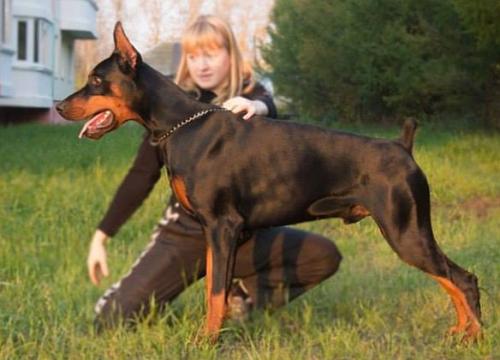 Yunvord iz Zoosfery | Black Doberman Pinscher