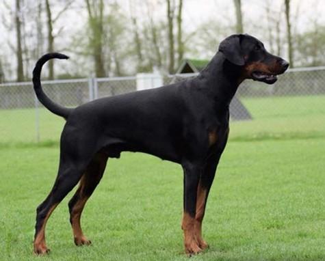 Nilo v.h. Wantij | Black Doberman Pinscher