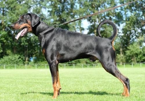 Nash v.h. Wantij | Black Doberman Pinscher