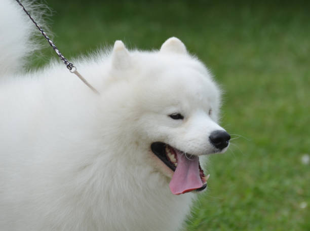 AMERICAN ESKIMO DOG