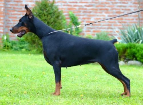 Dominicana Betelges | Black Doberman Pinscher