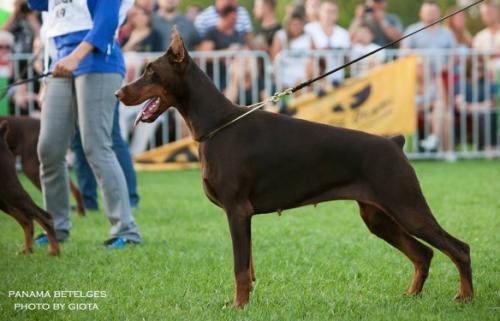 Panama Betelges | Brown Doberman Pinscher