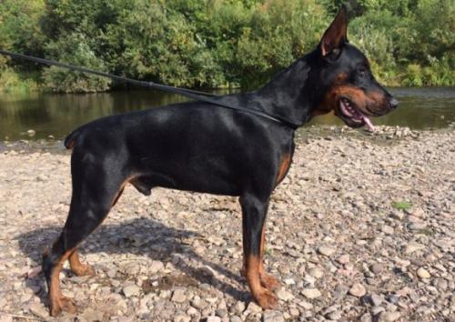 Koppod'Oro Shantaram Charm | Black Doberman Pinscher