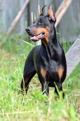 S'Lichobor Francis | Black Doberman Pinscher