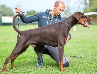 Priamo di Casa Fox | Brown Doberman Pinscher