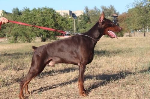 Don Kagjust Lamborghini Aventador | Brown Doberman Pinscher