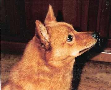 IATIS LOF. 176 | Finnish Spitz 