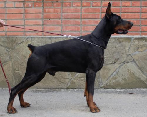 Ak-Yar Yason | Black Doberman Pinscher