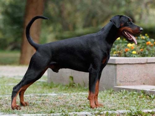 Sant Kreal Bellator | Black Doberman Pinscher