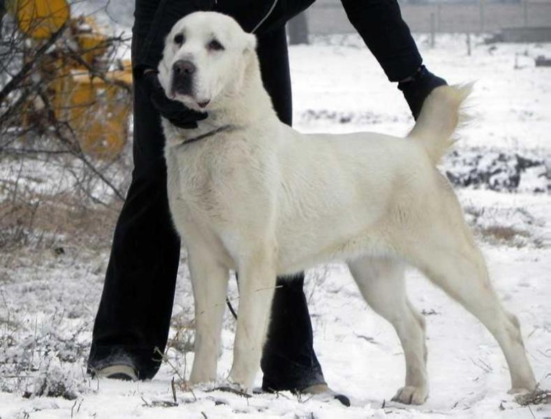 VAZIRA IZ RUSKOG IZVORA | Central Asian Shepherd Dog 