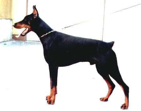 Prinz v. Norden Stamm | Black Doberman Pinscher