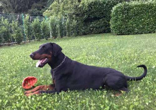 Maverick di Campovalano | Black Doberman Pinscher