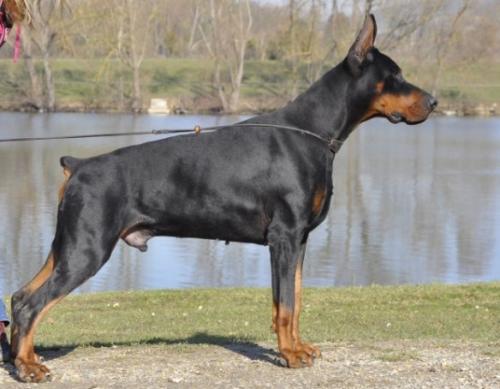 Harry de Molino Blanco | Black Doberman Pinscher