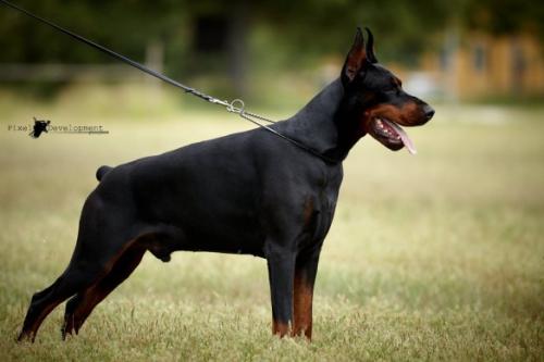 Norbie Ginga House | Black Doberman Pinscher