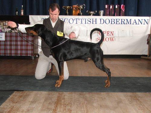 Darkiss Maximus Decimus at Kinmonth | Black Doberman Pinscher