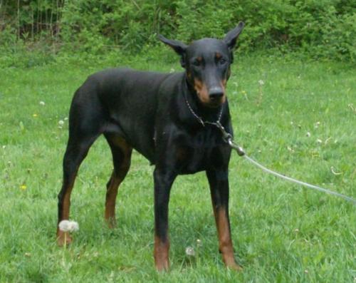 Kiziah's Black Ivy | Black Doberman Pinscher