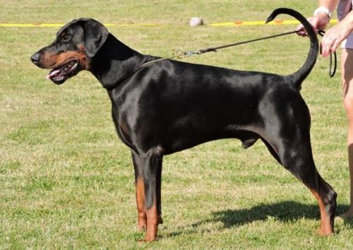 Efkeria's James Bond | Black Doberman Pinscher