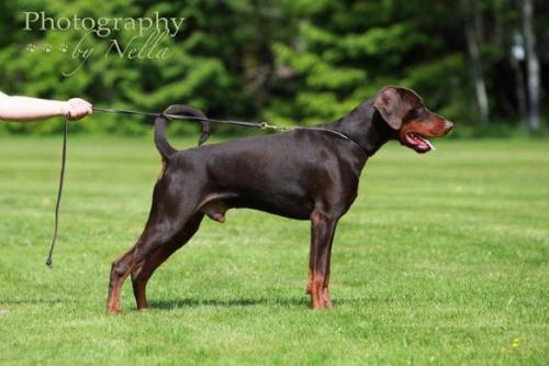 Efkeria's Juan Pujals | Brown Doberman Pinscher