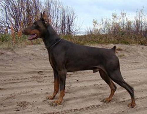 Nostalgi Vivaldi | Brown Doberman Pinscher