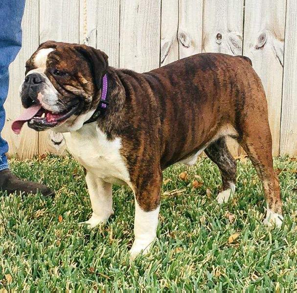 Monster's Captain Solo | Olde English Bulldogge 