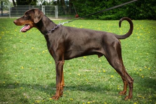 Franklin v.d. Wartburgstadt | Brown Doberman Pinscher