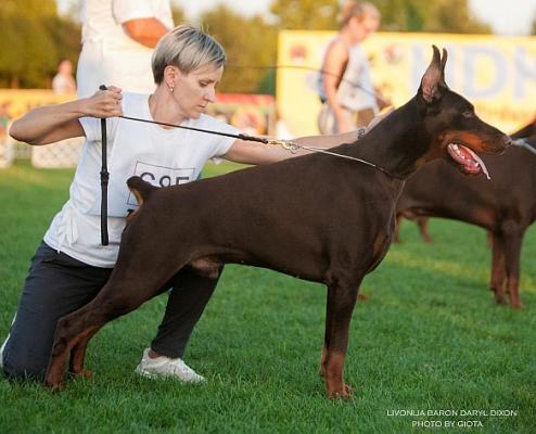 Livonija Baron Daryl Dixon | Brown Doberman Pinscher