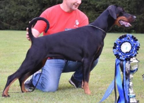 Iside del Tibur | Black Doberman Pinscher