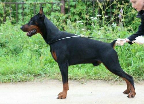 Sant Kreal Urban Wolf | Black Doberman Pinscher