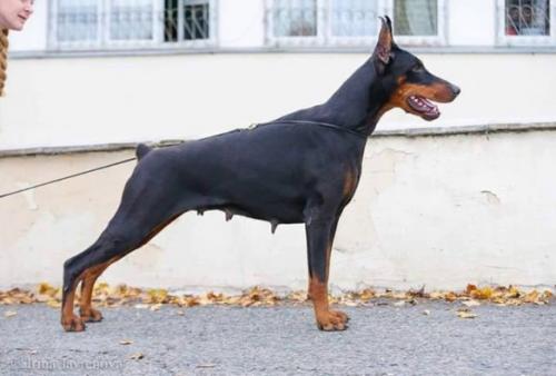 Ekskalibur Noemi For Ninell Nero | Black Doberman Pinscher