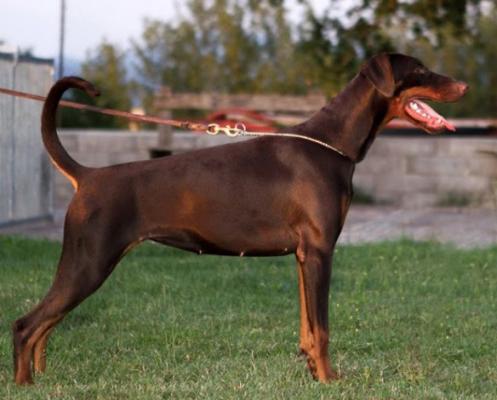 Cora del Tibur | Brown Doberman Pinscher