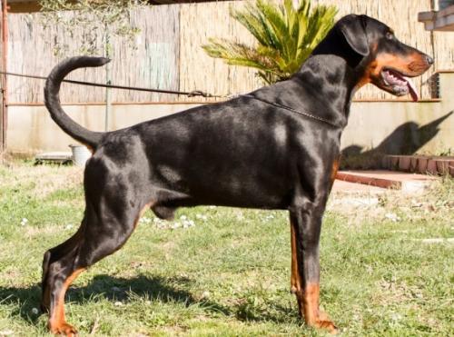 Boss del Tibur | Black Doberman Pinscher