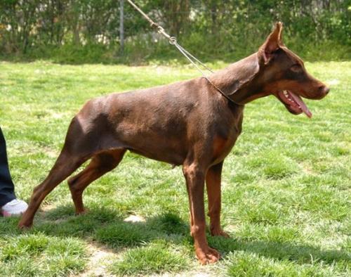 Zara from Lipar Land | Brown Doberman Pinscher