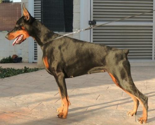 Akira de Lances | Black Doberman Pinscher