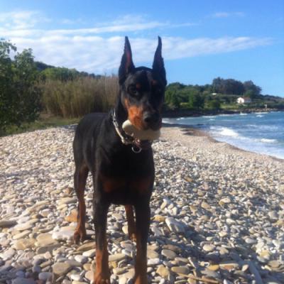 Raiz (LO10138033) | Black Doberman Pinscher