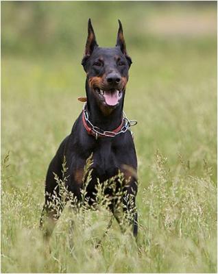 Inborn Fortuna Gvendolin | Black Doberman Pinscher