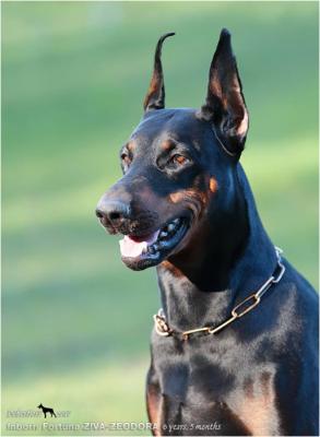 Inborn Fortuna Ziva Zeodora | Black Doberman Pinscher