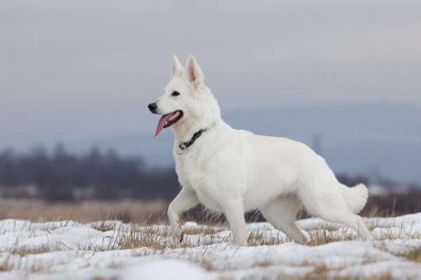 Andy Altája | White Swiss Shepherd Dog 