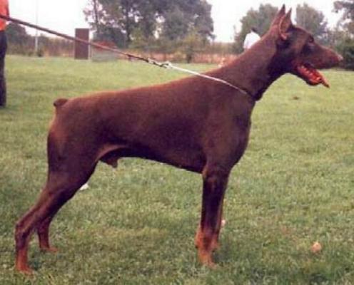 Ebo v.d. Groote Maat | Brown Doberman Pinscher