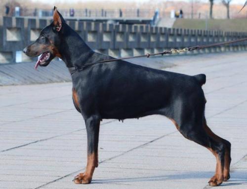 Tahi-Reme Qiu | Black Doberman Pinscher