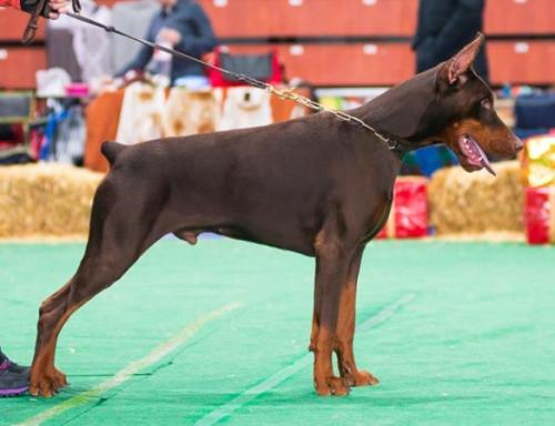 Tahi-Reme Tango | Brown Doberman Pinscher