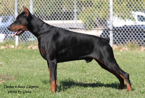 Carlus v. Haus Liopiris | Black Doberman Pinscher