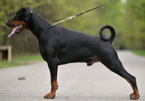 Via Felicium Vostorg | Black Doberman Pinscher