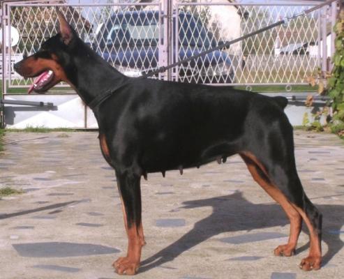 Vitta Night Fever | Black Doberman Pinscher