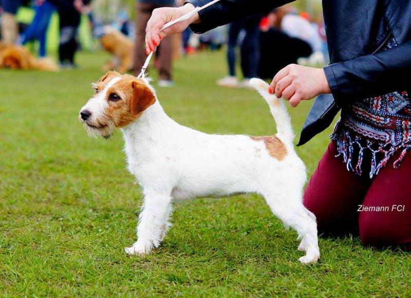 ORIANA Ziemann | Jack Russell Terrier 