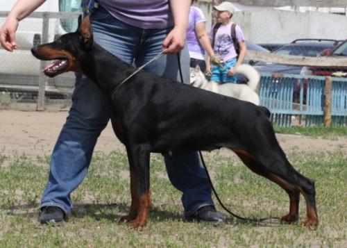 Smart Wood Hills Unique | Black Doberman Pinscher