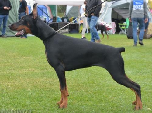 Smart Wood Hills Kenya | Black Doberman Pinscher