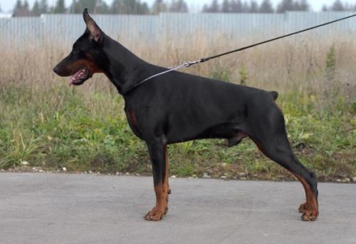 Smart Wood Hills Earl Grey | Black Doberman Pinscher