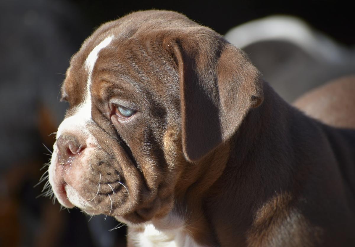 House of Warrior HENNESSY | Olde English Bulldogge 