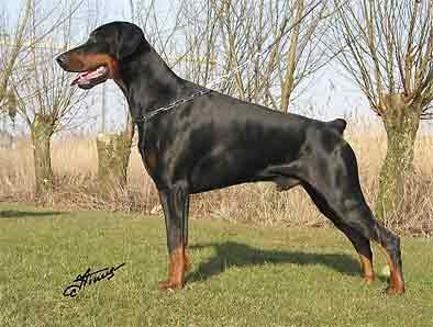 Russkaja Mechta Andor Absolut | Black Doberman Pinscher